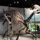 Hadrosaur skeleton. (Image: Daryl Mitchell/Flickr)